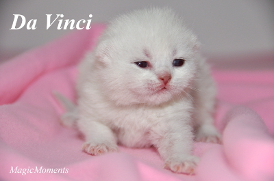 DaVinci ist am 20.08.2012 geboren