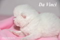 DaVinci ist 1 Woche alt geworden ( 25.08.2012 )