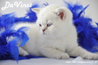 DaVinci ist 5 Wochen alt geworden ( 23.09.2012 )