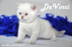 DaVinci ist 5 Wochen alt geworden ( 23.09.2012 )