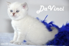 DaVinci ist 5 Wochen alt geworden ( 23.09.2012 )