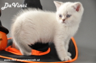 DaVinci ist 7 Wochen alt geworden ( 06.10.2012 )