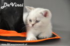 DaVinci ist 7 Wochen alt geworden ( 06.10.2012 )