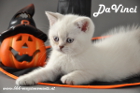 DaVinci ist 7 Wochen alt geworden ( 06.10.2012 )