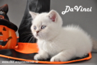 DaVinci ist 7 Wochen alt geworden ( 06.10.2012 )