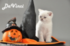 DaVinci ist 7 Wochen alt geworden ( 06.10.2012 )