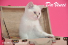 DaVinci ist 12 Wochen alt geworden ( 01.11.2015 )