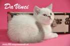 DaVinci ist 12 Wochen alt geworden ( 01.11.2015 )