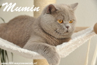 Mumin im Mai 2014