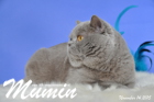 Mumin ist 2,5 Jahre alt ( November 2015 )