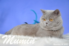 Mumin ist 2,5 Jahre alt ( November 2015 )