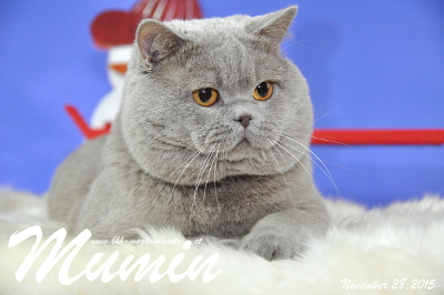 Mumin ist 2,5 Jahre alt ( November 2015 )