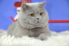 Mumin ist 2,5 Jahre alt ( November 2015 )
