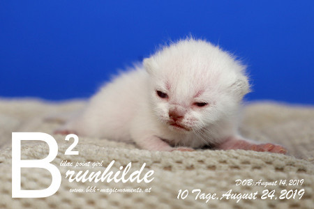 Brunhilde ist 10 Tage alt ( 24.08.2019 )
