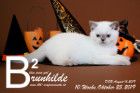 Brunhilde ist 10 Wochen alt ( 25.10.2019 )
