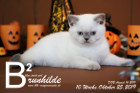 Brunhilde ist 10 Wochen alt ( 25.10.2019 )