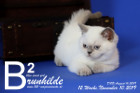 Brunhilde ist 12 Wochen alt ( 10.11.2019 )