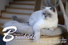Brunhilde ist 18 Monate alt ( 20.02.2021 )