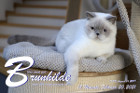 Brunhilde ist 18 Monate alt ( 20.02.2021 )