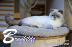 Brunhilde ist 18 Monate alt ( 20.02.2021 )