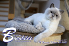 Brunhilde ist 18 Monate alt ( 20.02.2021 )