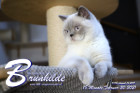 Brunhilde ist 18 Monate alt ( 20.02.2021 )