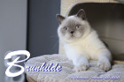 Brunhilde ist 18 Monate alt ( 20.02.2021 )