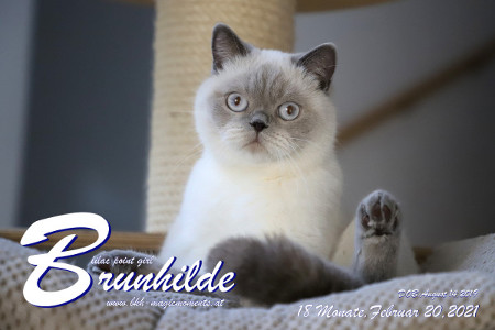 Brunhilde ist 18 Monate alt ( 20.02.2021 )