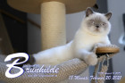 Brunhilde ist 18 Monate alt ( 20.02.2021 )