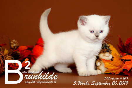 Brunhilde ist 5 Wochen alt ( 20.09.2019 )