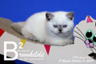 Brunhilde ist 8 Wochen alt ( 11.10.2019 )