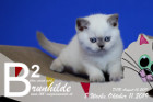 Brunhilde ist 8 Wochen alt ( 11.10.2019 )