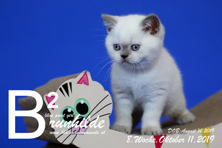 Brunhilde ist 8 Wochen alt ( 11.10.2019 )