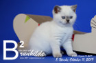 Brunhilde ist 8 Wochen alt ( 11.10.2019 )