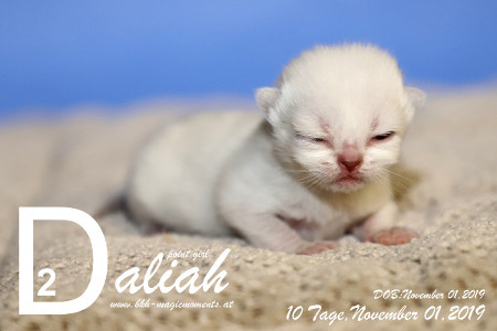 Daliah ist 10 Tage alt ( 10.11.2019 )