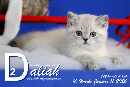 Daliah ist 10 Wochen alt ( 11.01.2020 )