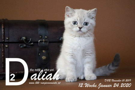 Daliah ist 12 Wochen alt ( 24.01.2020 )