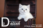 Daliah ist 12 Wochen alt ( 24.01.2020 )