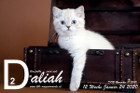 Daliah ist 12 Wochen alt ( 24.01.2020 )