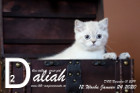 Daliah ist 12 Wochen alt ( 24.01.2020 )