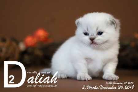 Daliah ist 3 Wochen alt ( 24.11.2019 )