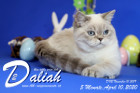 Daliah ist 5 Monate alt ( 10.04.2020 )