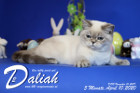 Daliah ist 5 Monate alt ( 10.04.2020 )