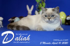 Daliah ist 5 Monate alt ( 10.04.2020 )