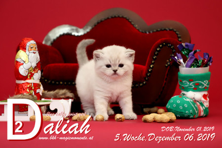 Daliah ist 5 Wochen alt ( 06.12.2019 )