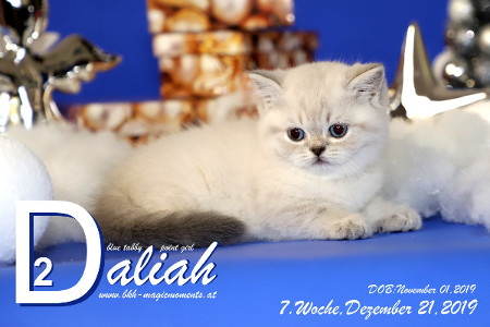 Daliah ist 7 Wochen alt ( 21.12.2019 )