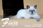 Finja ist 12 Wochen alt ( 04.07.2020 )