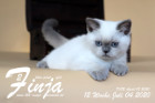 Finja ist 12 Wochen alt ( 04.07.2020 )