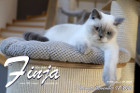 Finja ist 7 Monate alt ( 07.11.2020 )