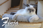 Finja ist 7 Monate alt ( 07.11.2020 )